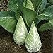 photo Caraflex Cabbage Seeds (20+ Seeds) | Non GMO | Vegetable Fruit Herb Flower Seeds for Planting | Home Garden Greenhouse Pack 2024-2023