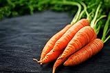 photo: You can buy Scarlet Nantes Carrot Seeds - Non-GMO - 7 Grams, Approximately 4,750 Seeds online, best price $4.99 new 2024-2023 bestseller, review