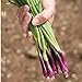 photo David's Garden Seeds Bunching Onion Deep Purple 1565 (White) 200 Non-GMO, Open Pollinated Seeds 2024-2023