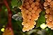 foto 50pcs Traubenkerne Miniatur Weinrebe Bonsai Seedsn Fruchtsamen Sukkulenten süße Speisen leicht 6 Anlage für Gartentopf wachsen 2024-2023