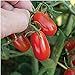photo Red Grape Tomato Seeds (20+ Seeds) | Non GMO | Vegetable Fruit Herb Flower Seeds for Planting | Home Garden Greenhouse Pack 2024-2023