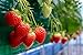 photo Everbearing Garden Strawberry Seeds - 200+ Seeds - Grow Red Strawberry Vines - Made in USA, Ships from Iowa. 2024-2023