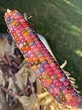 photo: You can buy Glass Gem Cherokee Indian Corn Heirloom Premium Seed Packet + More online, best price $4.99 new 2024-2023 bestseller, review