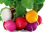 photo: You can buy Colorful Radish Seed Mix Easy to Grow Vegetable Garden Seeds for Planting About 50 Seeds online, best price $6.99 new 2024-2023 bestseller, review