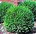 photo Green Gem Boxwood - Evergreen Stays 3ft with No Pruning - Live Plants in Gallon Pots by DAS Farms (No California) 2024-2023