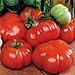 photo Park Seed Costoluto Genovese Tomato Seeds, Pack of 30 Seeds 2024-2023