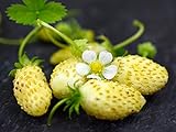 photo: You can buy NIKA SEEDS - Fruit Alpine Strawberry Yellow - 100 Seeds online, best price $6.95 ($0.07 / Count) new 2024-2023 bestseller, review