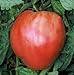photo 75+ Pink Oxheart Tomato Seeds- Heirloom Variety 2024-2023