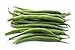photo Green Bean Seeds for Planting - Provider - Bush Bean - 50 Seeds - Heirloom Non-GMO Vegetable Seeds for Planting 2024-2023