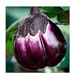 foto: jetzt Aubergine Violetta di Firenze - Eierfrucht - 20 Samen Online, bester Preis 1,60 € neu 2024-2023 Bestseller, Rezension