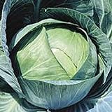 photo: You can buy Stonehead Cabbage Seeds (20+ Seeds) | Non GMO | Vegetable Fruit Herb Flower Seeds for Planting | Home Garden Greenhouse Pack online, best price $3.69 ($0.18 / Count) new 2024-2023 bestseller, review