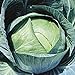 photo Stonehead Cabbage Seeds (20+ Seeds) | Non GMO | Vegetable Fruit Herb Flower Seeds for Planting | Home Garden Greenhouse Pack 2024-2023