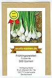 foto: jetzt Frühlingszwiebel - Frühernte (300 Samen) Online, bester Preis 1,80 € neu 2024-2023 Bestseller, Rezension