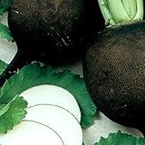 photo: You can buy Organic Black Spanish Round Radish Seeds 5 g ~470 Seeds - Non-GMO, Open Pollinated, Heirloom, Vegetable Gardening Seeds online, best price $2.99 new 2024-2023 bestseller, review