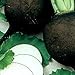 photo Organic Black Spanish Round Radish Seeds 5 g ~470 Seeds - Non-GMO, Open Pollinated, Heirloom, Vegetable Gardening Seeds 2024-2023