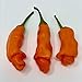 photo Wayland Chiles Peter Pepper Seeds (Red) 2024-2023