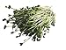 foto 250 g BIO Keimsprossen Daikon-Rettich Samen für die Sprossenanzucht Sprossen Microgreen Mikrogrün 2024-2023
