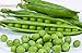 photo 25 Cascadia Pea Seeds | Non-GMO | Heirloom | Fresh Garden Seeds 2024-2023