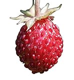 foto: jetzt Wald-Erdbeere (Fragaria vesca) 20 Samen auch Monatserdbeere genannt Online, bester Preis 1,49 € neu 2024-2023 Bestseller, Rezension