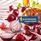 foto: jetzt Kiepenkerl Steckzwiebel 'Rote Piroska' | dunkelrot | 250 gr Packung Online, bester Preis 2,48 € (9,92 € / KG) neu 2024-2023 Bestseller, Rezension