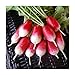 photo David's Garden Seeds Radish French Breakfast 1331 (Red) 200 Non-GMO, Heirloom Seeds 2024-2023