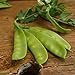 photo Oregon Sugar Pod II Snow Pea - 50 Seeds - Heirloom & Open-Pollinated Variety, Easy-to-Grow & Cold-Tolerant, Non-GMO Vegetable Seeds for Planting Outdoors in The Home Garden, Thresh Seed Company 2024-2023
