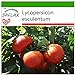 foto SAFLAX - Tomate - Rosa de Berne - 10 semillas - Con sustrato estéril para cultivo - Lycopersicon esculentum 2024-2023
