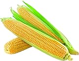 photo: You can buy David's Garden Seeds Corn Super Sweet GSS1170 (Yellow) 100 Non-GMO, Hybrid Seeds online, best price $4.45 new 2024-2023 bestseller, review