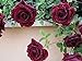 foto 200 piezas de semillas de rosas trepadoras trepadoras de color rojo oscuro muy hermosas flores trepadoras ornamentales 2024-2023