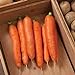 photo David's Garden Seeds Carrot Bolero 1166 (Orange) 200 Non-GMO, Hybrid Seeds 2024-2023