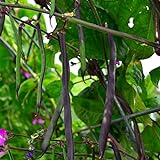 photo: You can buy Purple Podded Pole Bean - 25 Seeds - Heirloom & Open-Pollinated Variety, USA-Grown, Non-GMO Vegetable Snap/Green Bean Seeds for Planting Outdoors in The Home Garden, Thresh Seed Company online, best price $7.99 ($0.32 / Count) new 2024-2023 bestseller, review