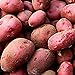 photo 0pcs Graines de pommes de terre Haute taux de germination Facile à développer des légumes nutritifs et savoureux pour le jardin de la ferme de jardin en croissance pour l'agriculture à la mai Gra 2024-2023