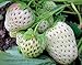 photo 2000+ Perpetual Strawberry Seeds for Planting - White 2024-2023