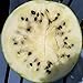 photo Cream of Saskatchewan Heirloom Watermelon (Certified Organic Seeds) by Stonysoil Seed Company 2024-2023