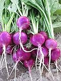 photo: You can buy Purple Plum Radish Seeds, 150 Heirloom Seeds Per Packet, Non GMO Seeds online, best price $5.99 ($0.04 / Count) new 2024-2023 bestseller, review