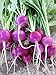 photo Purple Plum Radish Seeds, 150 Heirloom Seeds Per Packet, Non GMO Seeds 2024-2023