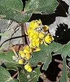 photo: You can buy 100pcs Seeds of Mahonia repens, Creeping Oregon Grape, Creeping Barberry online, best price $9.98 ($0.10 / Count) new 2024-2023 bestseller, review