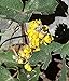 photo 100pcs Seeds of Mahonia repens, Creeping Oregon Grape, Creeping Barberry 2024-2023