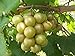 foto 5 Samen von Vitis rotundifolia BRONZE Muscadine Traubenkernen 2024-2023