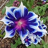 photo: You can buy 100pcs/pack Morning Glory Seeds Beautiful Perennial Flowers Seeds for Garden qc… online, best price $8.39 ($0.08 / Count) new 2024-2023 bestseller, review