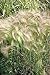 photo 200 Squirrel Tail Grass (Foxtail Barley) Hordeum Jubatum Ornamental Seeds 2024-2023