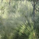 photo: You can buy Outsidepride Agrostis Nebulosa Ornamental Cloud Grass - 5000 Seeds online, best price $6.49 new 2024-2023 bestseller, review
