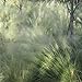 photo Outsidepride Agrostis Nebulosa Ornamental Cloud Grass - 5000 Seeds 2024-2023