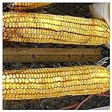 photo: You can buy Everwilde Farms - 1/4 Lb Reid's Yellow Dent Open Pollinated Corn Seeds - Gold Vault online, best price $7.96 new 2024-2023 bestseller, review