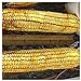 photo Everwilde Farms - 1/4 Lb Reid's Yellow Dent Open Pollinated Corn Seeds - Gold Vault 2024-2023