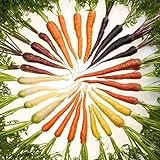 foto: jetzt ZHOUBA Samen zum Pflanzen, 600 Stück köstliche Karottensamen nicht GVO Frische gemischte Gemüsesamen und leckere landwirtschaftliche Lieferungen für den Balkonhof Mehrfarbig Online, bester Preis 3,39 € neu 2024-2023 Bestseller, Rezension