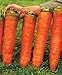photo Seeds Carrot Red Giant Vegetable for Planting Heirloom Non GMO - 1000 Seeds 2024-2023