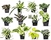 photo Easy to Grow Houseplants (12 Pack) Live House Plants in Plant Containers, Growers Choice Plant Set in Planters with Potting Soil Mix, Home Décor Planting Kit or Outdoor Garden Gifts by Plants for Pets 2024-2023