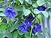 photo Blue Butterfly Pea Vine (Clitoria ternatea) Perennial - 10 Seeds 2024-2023