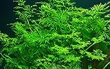 foto: jetzt Tropica Aquarium Pflanze Ceratopteris thalictroides Nr.005A Wasserpflanzen Aquarium Aquariumpflanzen Online, bester Preis 5,98 € (5,98 € / stück) neu 2024-2023 Bestseller, Rezension